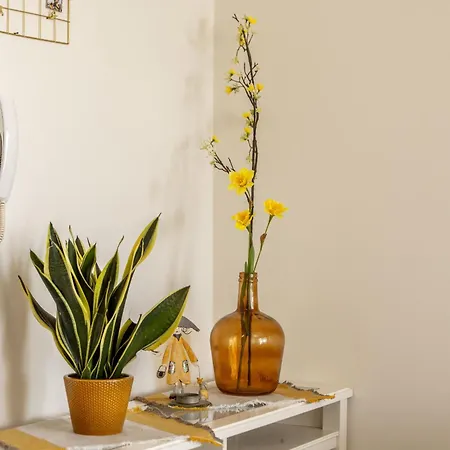 Sunflower Delight Λευκωσία